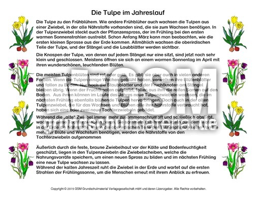 Abschreibtext-Tulpe.pdf